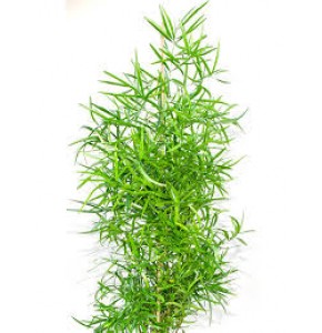 ΑΣΠΑΡΑΓΓΟΣ  ΦΑΛΚΑΤΟΣ ASPARAGUS  FALCATUS